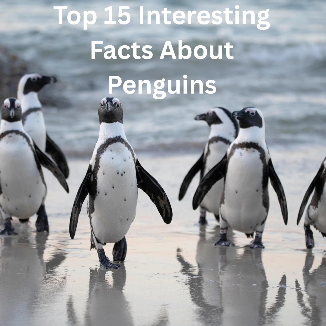 interesting facts about penguins