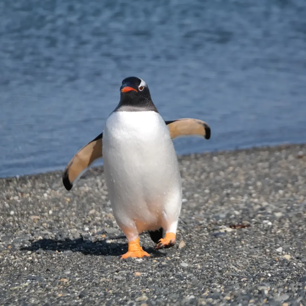 Penguin walk