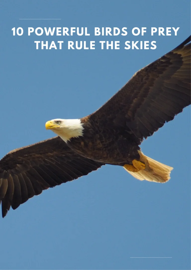 10 Powerful Birds of Prey That Rule the Skies