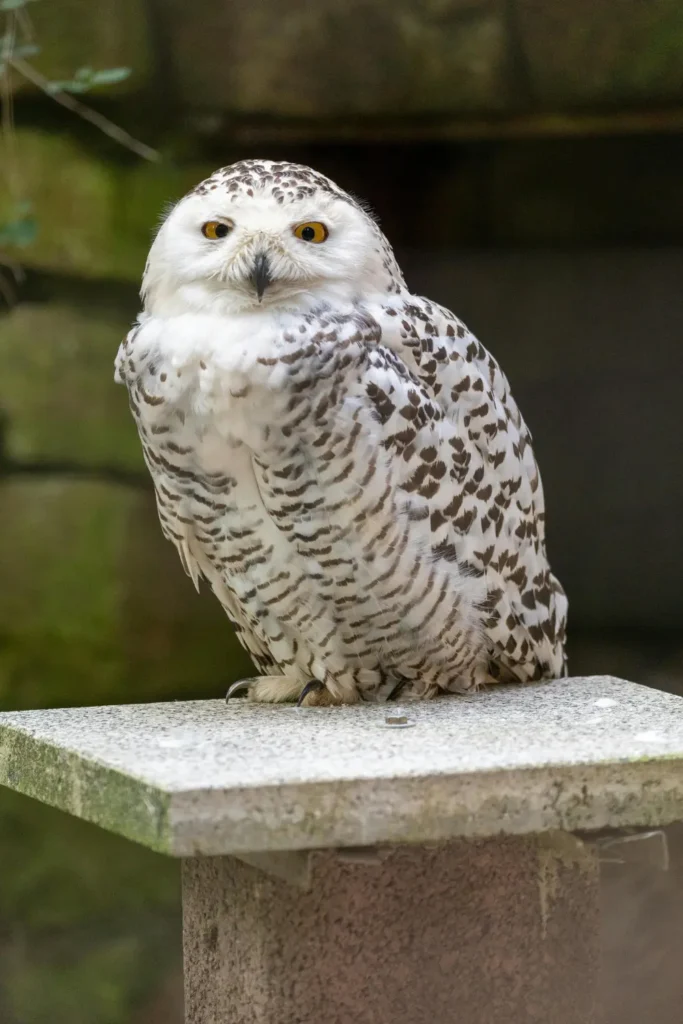 snowy owl