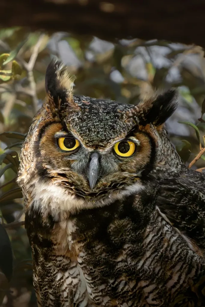 great horned owl