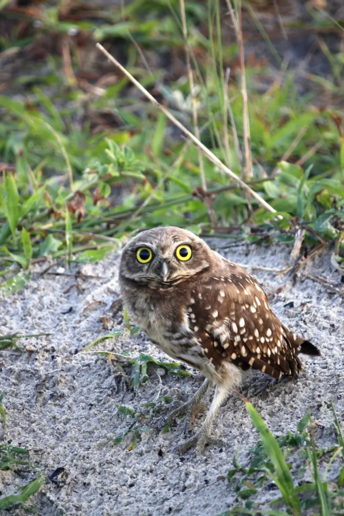 burrowing owl