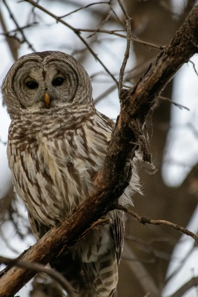 barred owl