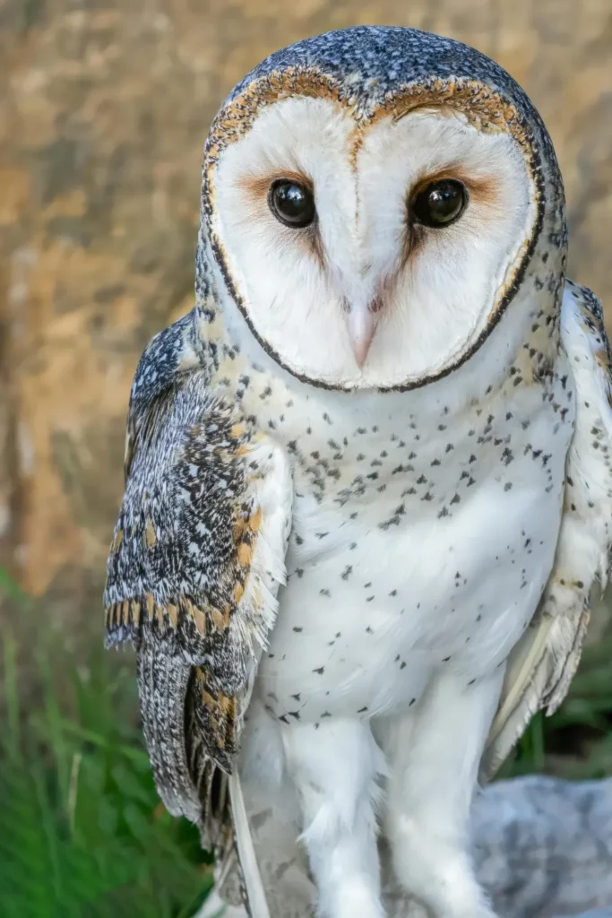 barn owl