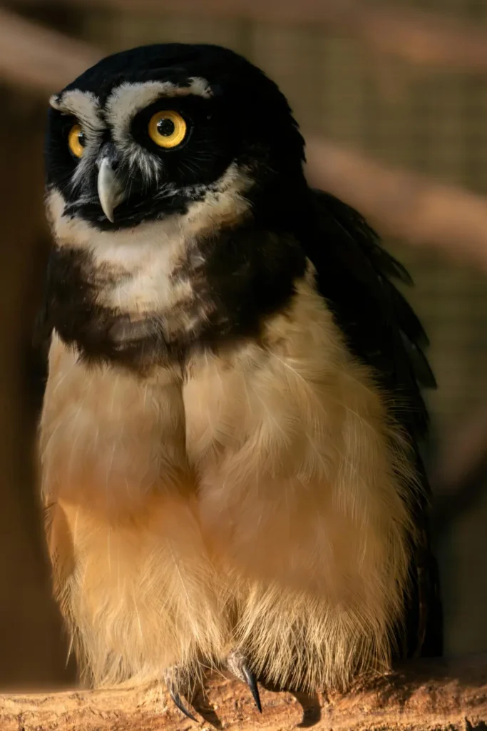 Spectacled owl