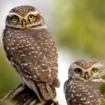 types of owls