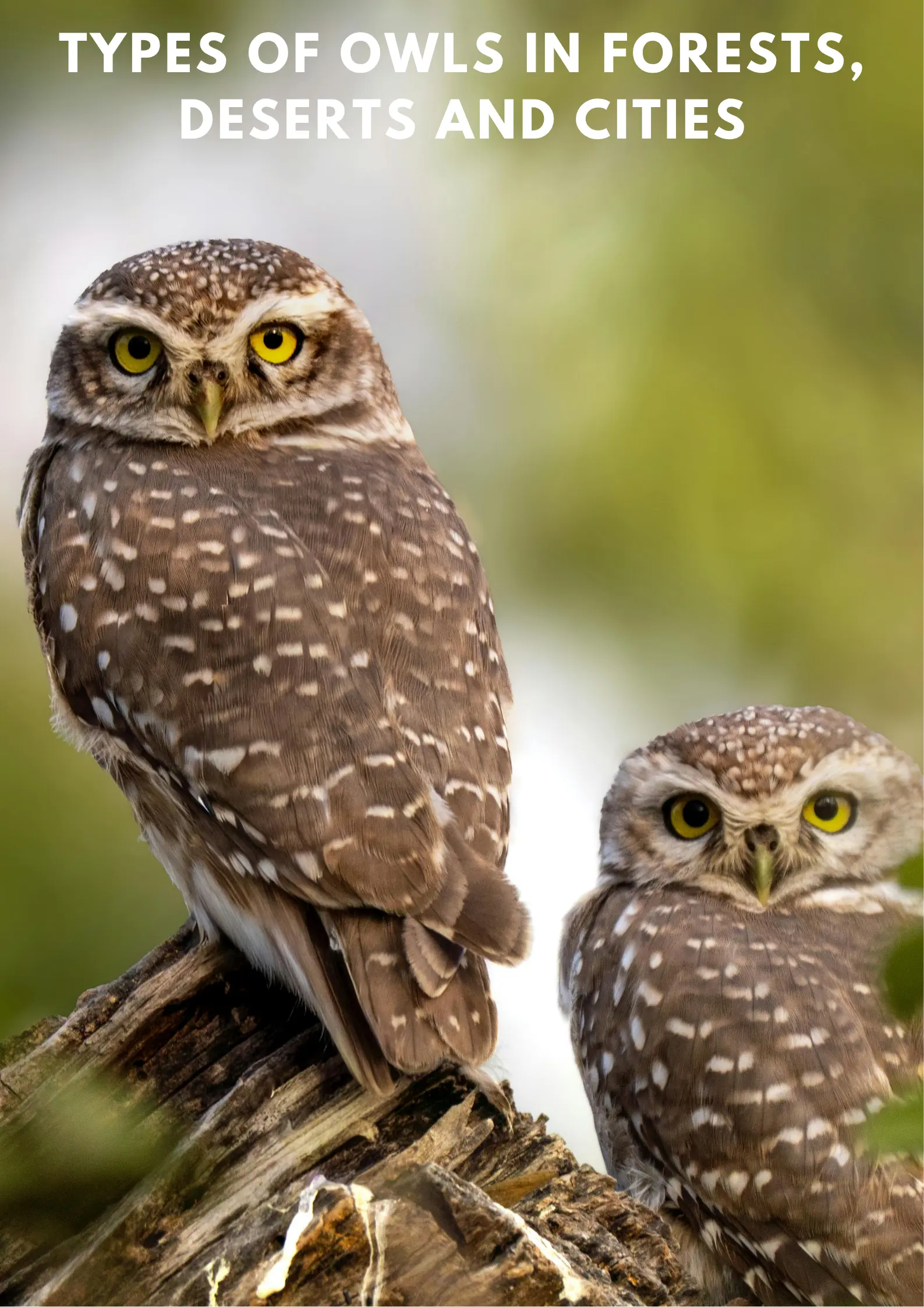 types of owls