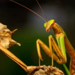 Praying Mantis