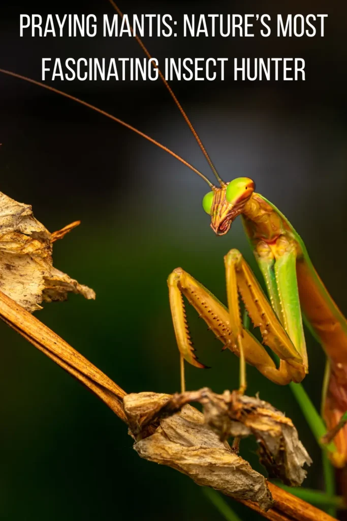 Praying Mantis