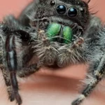 jumping spider