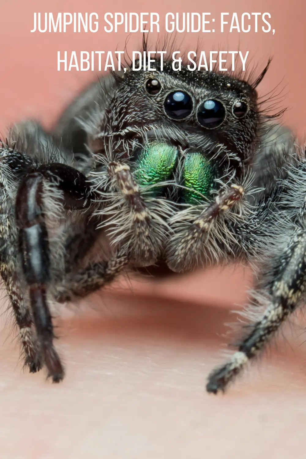jumping spider