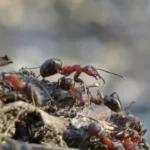velvet ant