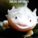 cute axolotl