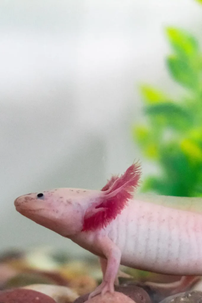 Smiling leucistic axolotl portrait