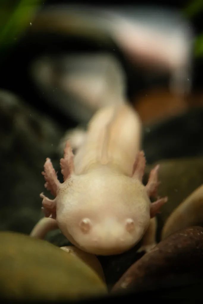 Wild axolotl resting underwater