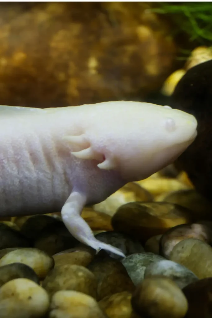 Golden albino axolotl close-up