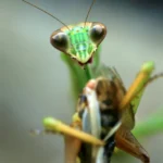 What Do Praying Mantises Eat