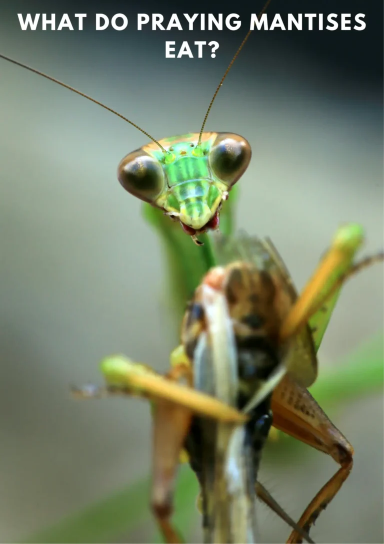 What Do Praying Mantises Eat? Complete Diet Guide (2026)