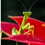 Can Praying Mantises Fly
