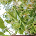 Female vs Male Praying Mantis