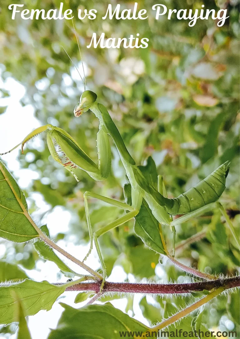 Female vs Male Praying Mantis: 12 Key Differences Explained (2026)