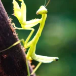 How Long Do Praying Mantises Live