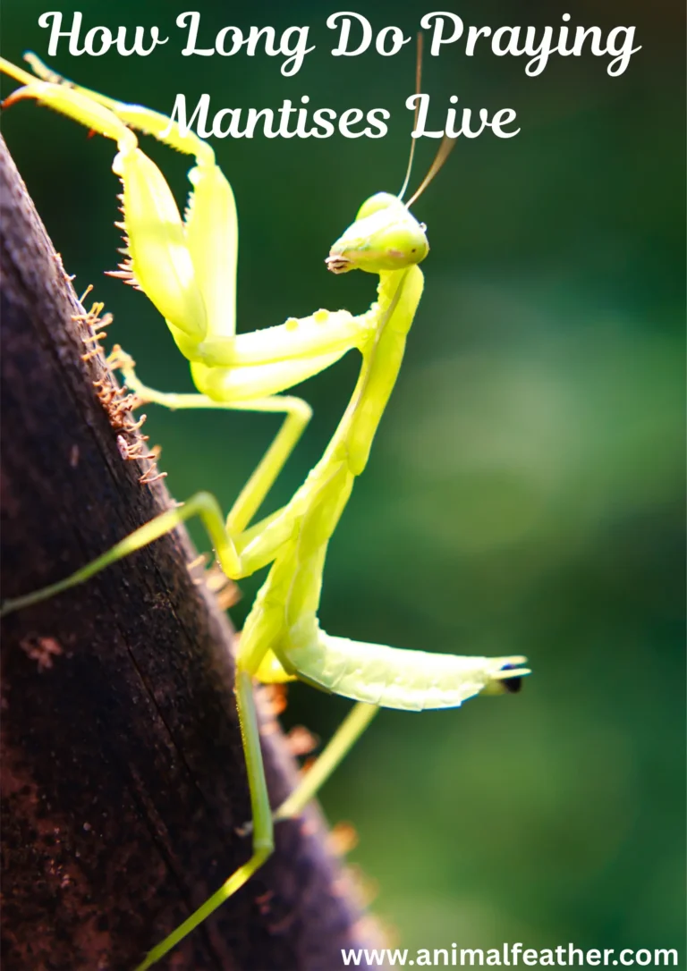 How Long Do Praying Mantises Live? Lifespan by Species, Sex, and Environment