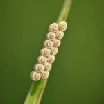 Praying Mantis Eggs