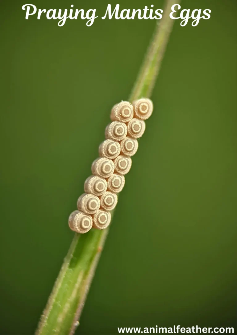 Praying Mantis Eggs (Ootheca): Everything You Need to Know