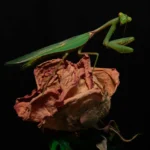 Praying Mantis Life Cycle