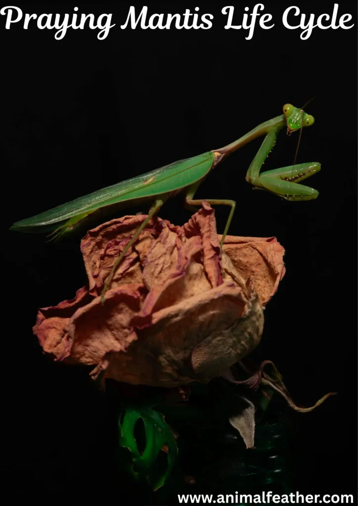 Praying Mantis Life Cycle