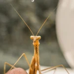 Are Praying Mantises Dangerous