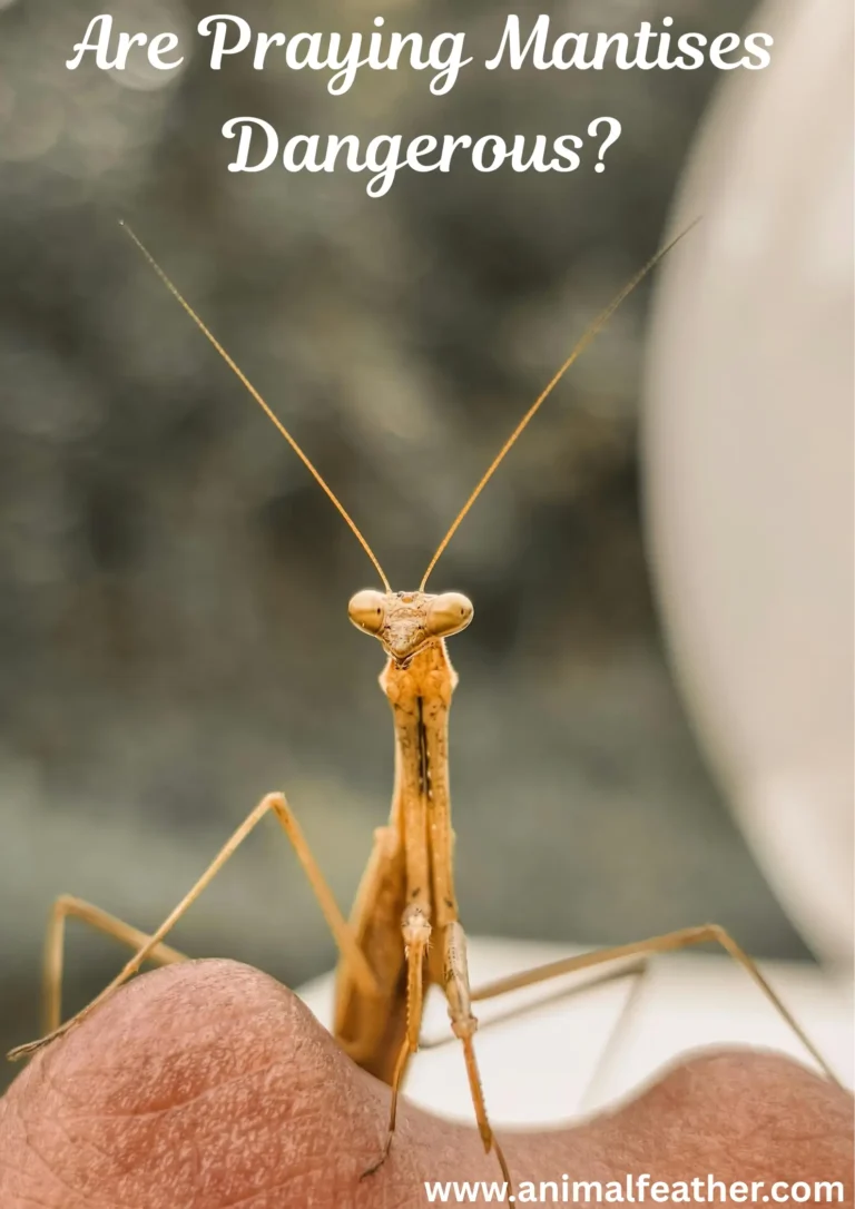 Are Praying Mantises Dangerous? Can They Bite Humans?