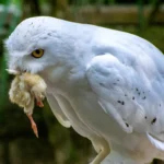 owls eat