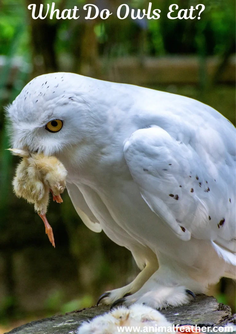 What Do Owls Eat? A Complete Guide to Their Diet